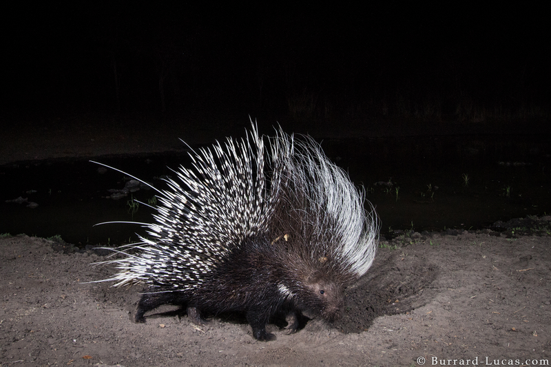 A porcupine. Credit: Will Burrard-Lucas/WWF-US.